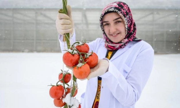 Eksi 40 derecede domates üretiyorlar