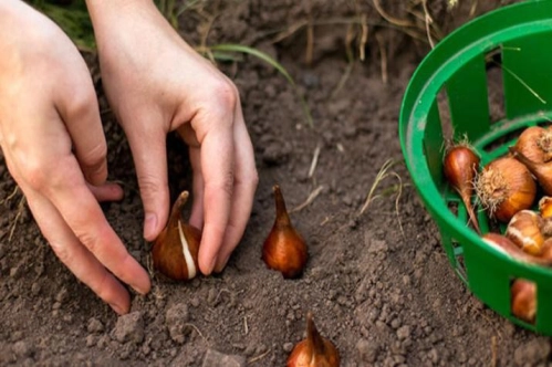 Doğal çiçek soğanlarının 2021 yılı ihracat listesi belirlendi