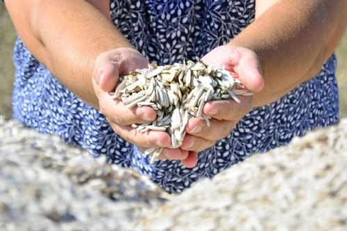 İthalatta 100 kilogram başına 32 Euro Toplu Konut Fonu