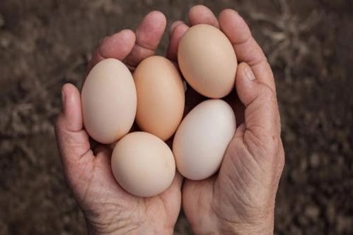 Yumurta üreticileri geçen yıl toplamda yüzde 12 zarar etti