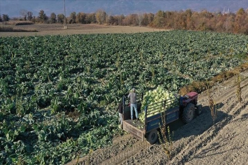 Tarlada ve halde kalan ürün dijital ortamda pazarlanacak
