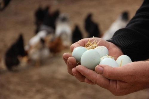 Tavuk yumurtası üretimi mayısta yıllık bazda yüzde 5,2 azaldı
