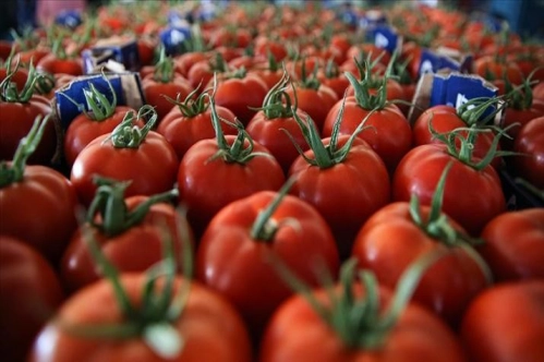 45 ülke Türk domates ve biberi yiyor