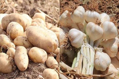 Gıdada 2021'de fiyatı en fazla artan ürün 'patates', en fazla düşen sarımsak oldu