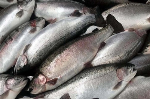 Doğu Karadeniz 5 ayda 16,1 milyon dolarlık Türk somonu ihraç etti