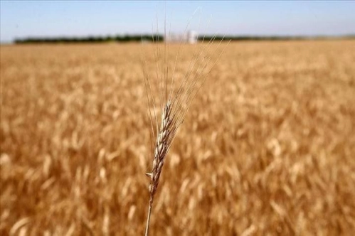 Tahıl koridoru anlaşması sayesinde buğday fiyatlarının düşmesi bekleniyor