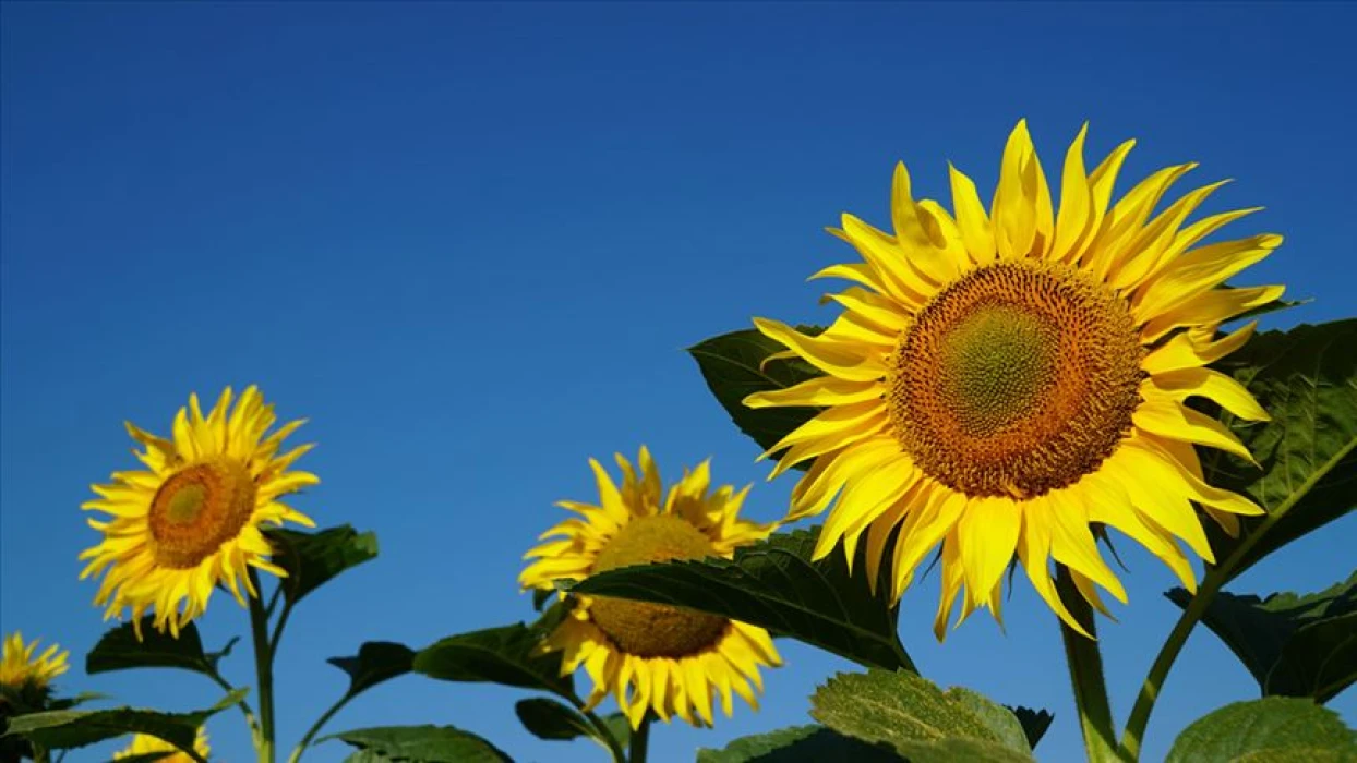 Ayçiçek tarlaları fotoğraf tutkunlarını ağırlıyor