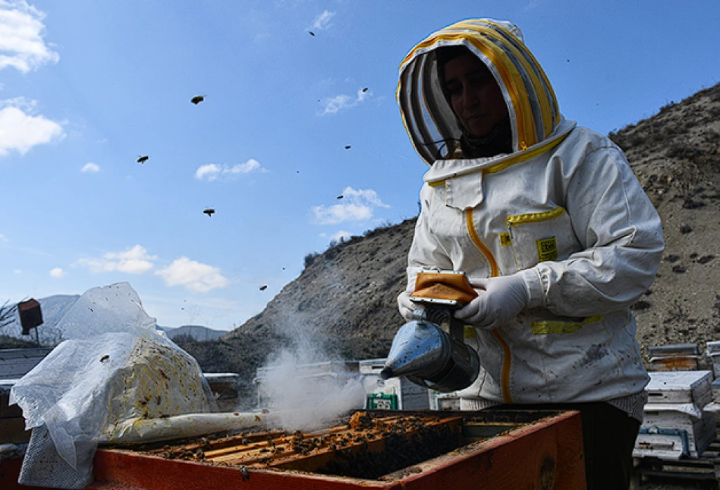 Kadın arıcıdan 3 ilde üretim: 4 çeşit bal elde ediyor