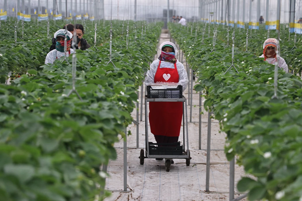 Yapay zeka destekli topraksız serada üretilen çilek 7 ülkeye ihraç edildi