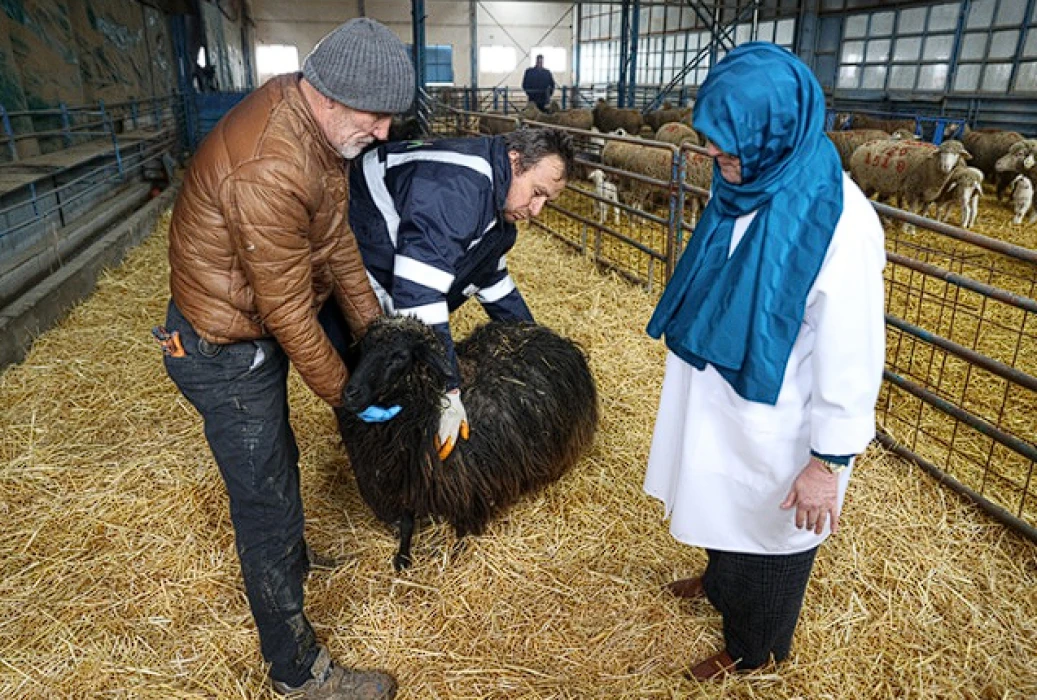 Torosların kadim ırkı korunuyor: Güney Karaman koyunu yeniden çoğaltılıyor