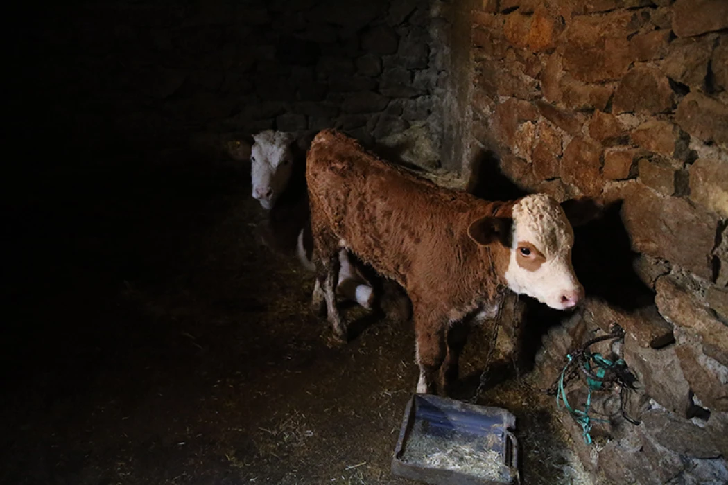 Diyarbakır'da depremzede devlet desteği aldı! Hayvan sayısı 3 kat arttı