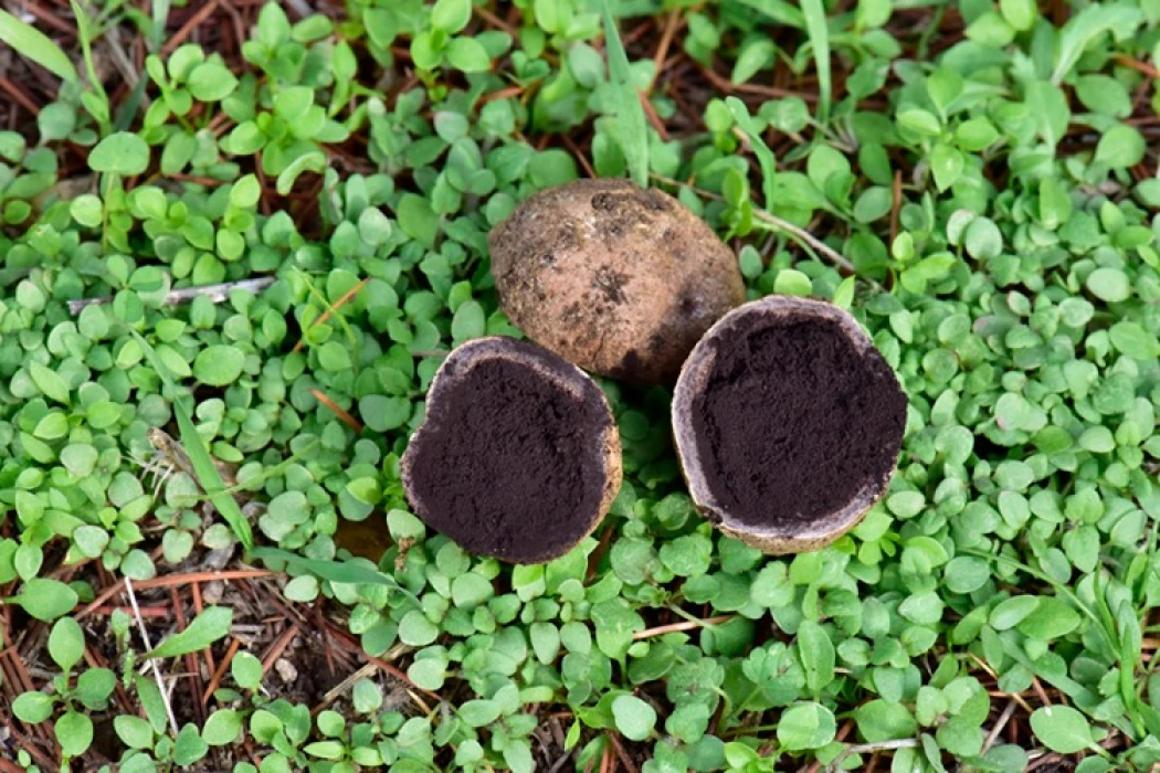 Nallıhan'da tespit edilen 120 tür mantar yapay zekayla sınıflandırılıyor