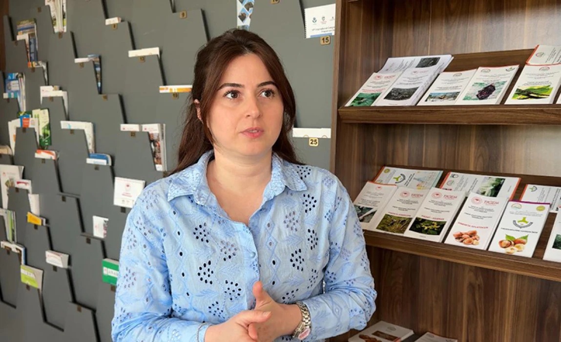 Tescilli Giresun tombul fındığında yeni dikim uygulamaları verimi artırdı