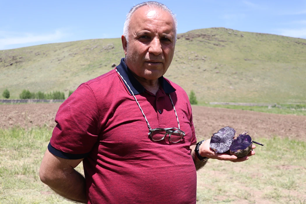 Mor patates üretimini 5'e katladı: Girişimcilere örnek oluyor