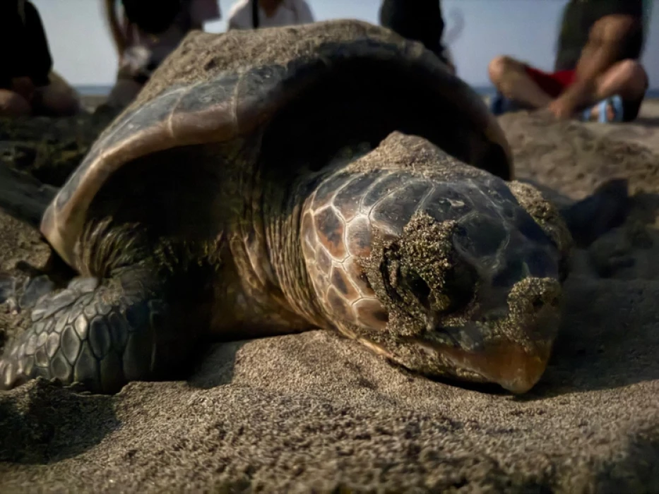 Akdeniz'in incisi Patara eylem planı ile korunacak