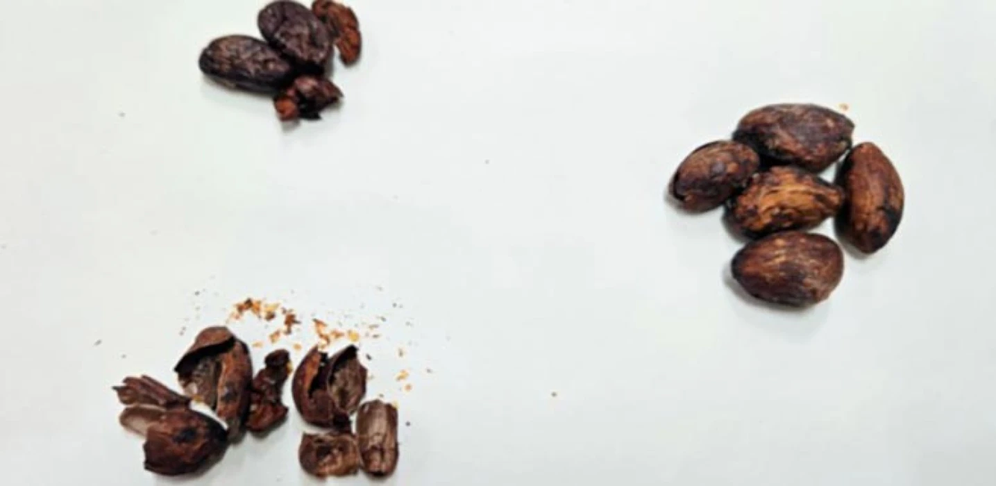 Kakao kabuğu atıkları katma değerli bala dönüştü