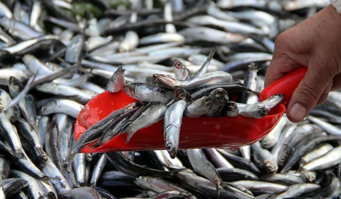 Bolluk bitti fiyatlar uçtu: Hamsi fiyatı 3 kat zamlandı