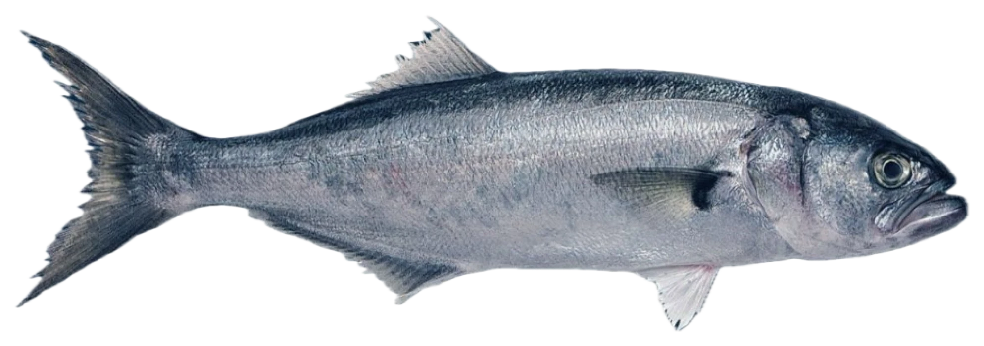 Boğaziçi Lüferi’ne hepimiz sahip çıkalım