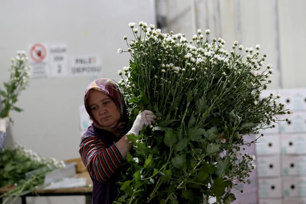 Antalya'da çiçek mezatlarında Öğretmenler Günü yoğunluğu