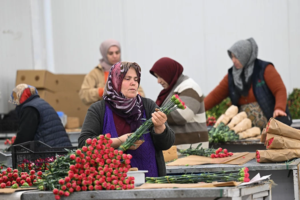 İhracatta sevgililer günü hareketliliği: 30 ülkeye 75 milyon dal kesme çiçek gönderildi