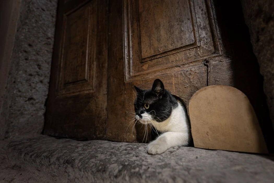 Topkapı Sarayı'nın kedi kapısı, Mülayim'in torunu Şerbet'le yeniden hayat buldu