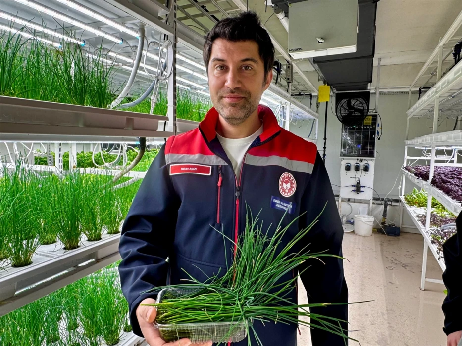 İstanbul Kapalı Dikey Tarım Uygulama Merkezi, megakentliler için çilek üretimine hazırlanıyor