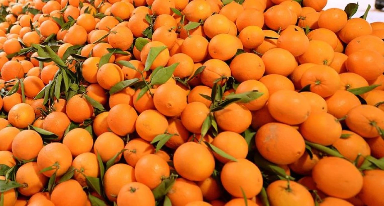 Meyve suyu için portakal ve limon depolanıyor