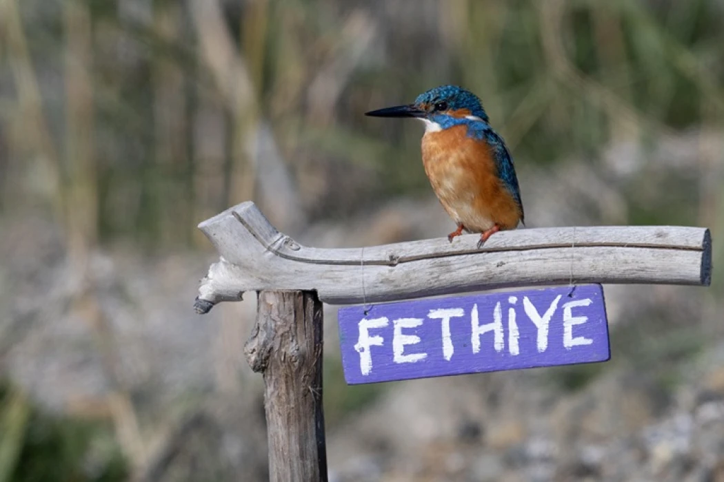 Fethiye'de Kuş Cenneti'nin sakinleri, fotoğrafçılara renkli kareler sunuyor