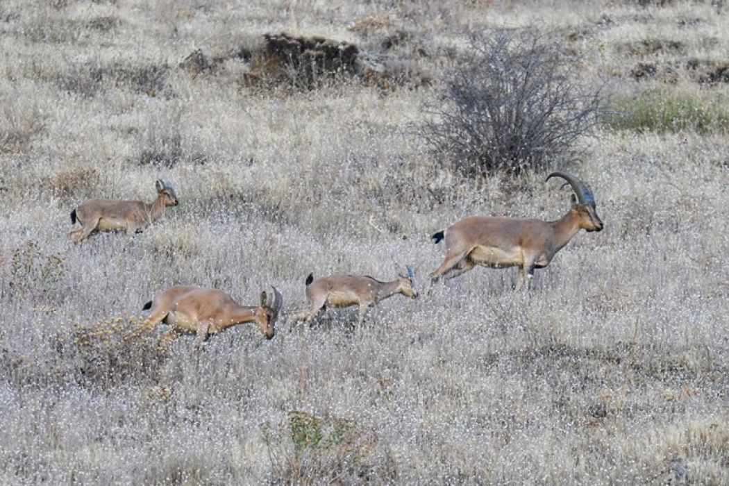 Hakkari'de koruma altındaki dağ keçileri görüntülendi