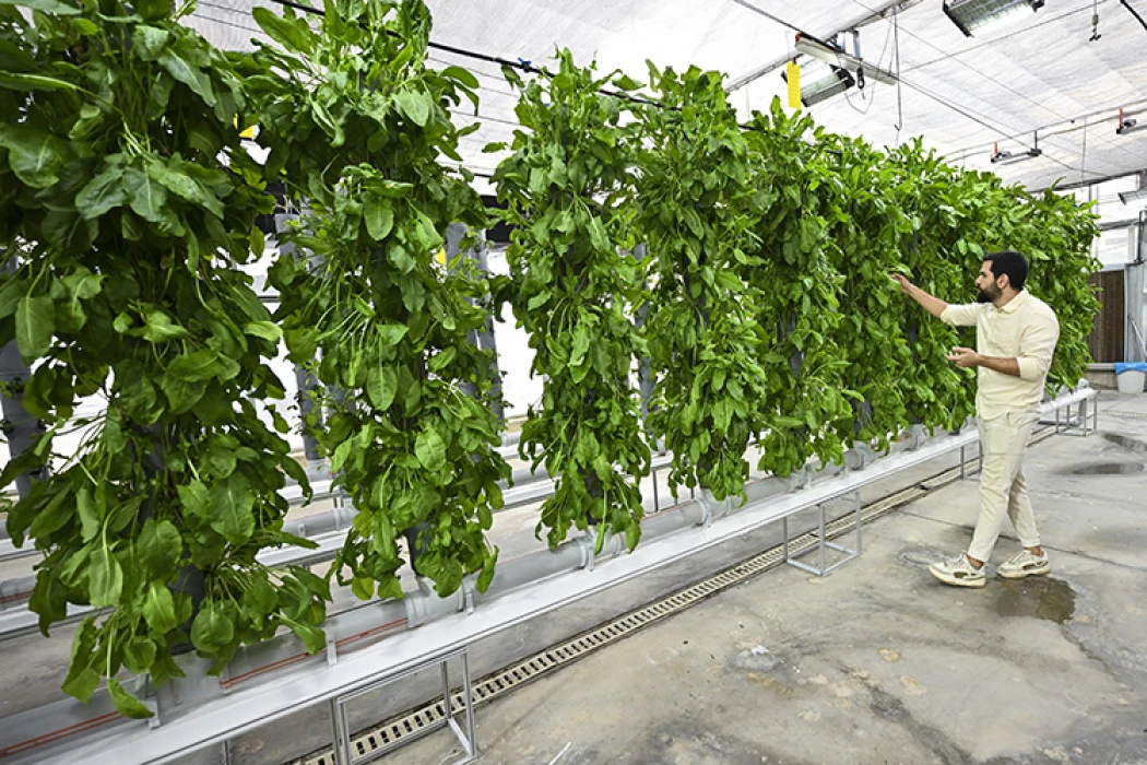 Topraksız dikey tarım uygulamaları enerjide tasarruf ve yüksek verimlilikle geleceğe umut oluyor