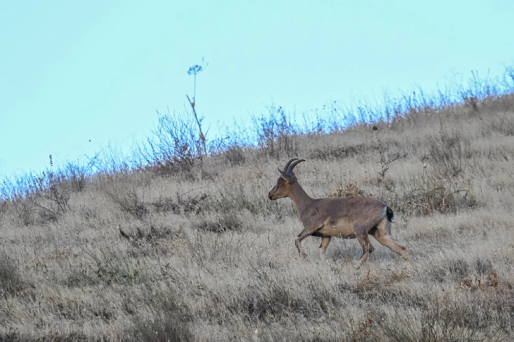 Hakkari'de koruma altındaki dağ keçileri görüntülendi