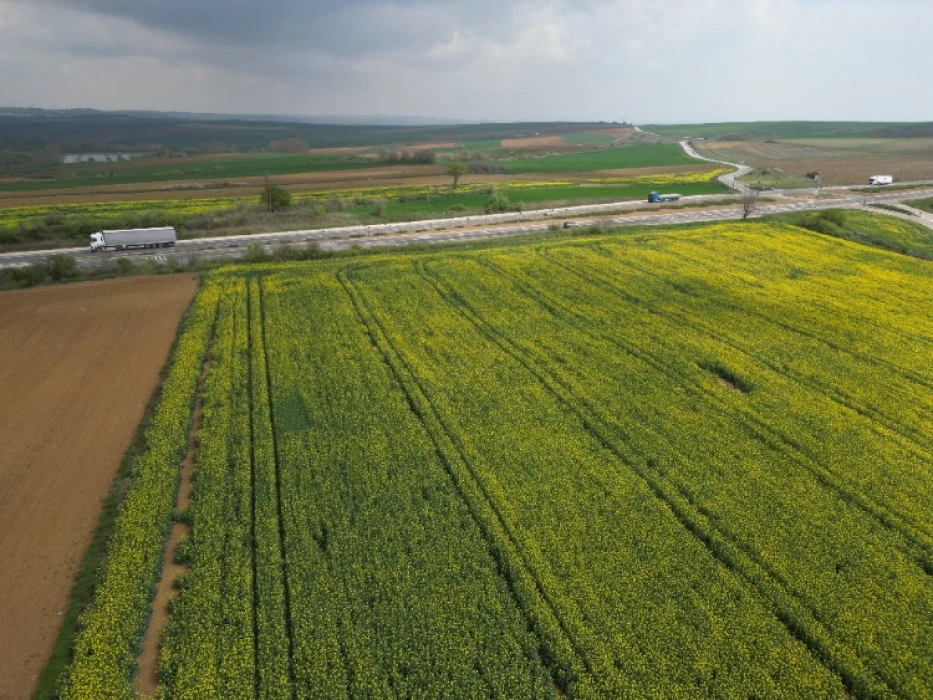 Kanola tarlaları Tekirdağ'da sürücülere renkli anlar yaşatıyor