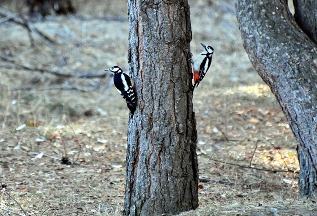 Kars'ta millet bahçesi yabani kuşlar ve sincaplarla renklendi