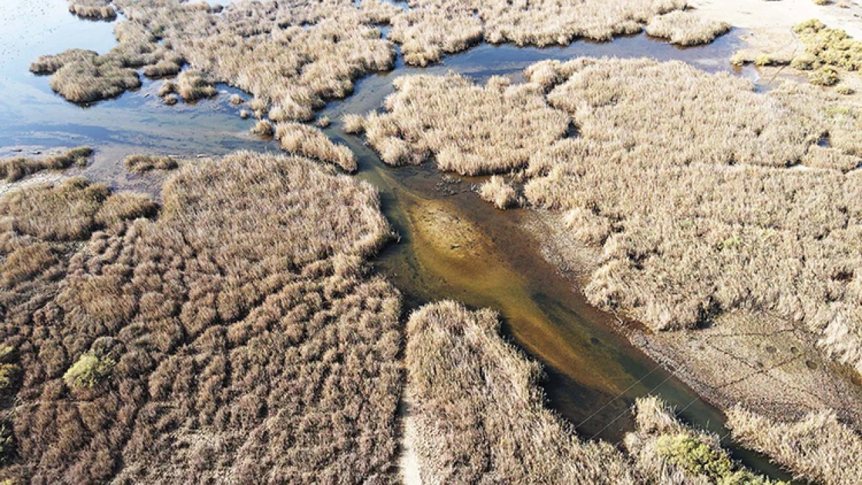 Yağışlarla nefes alan Bafa Gölü'nde doğal yaşam yeniden canlandı