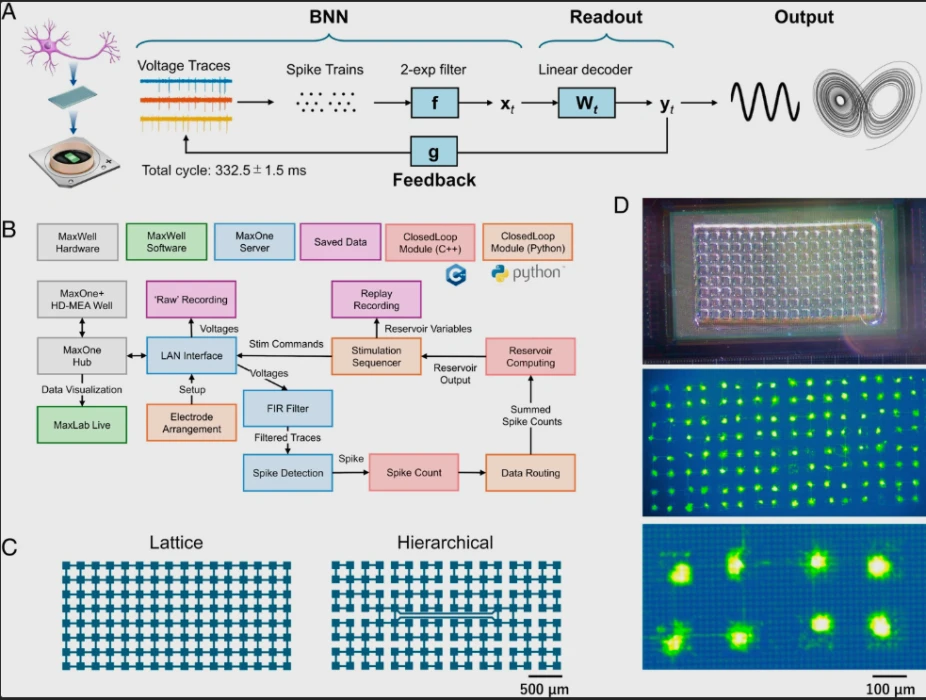 Yapay zekada organik devrim: Canlı nöronlar ‘işlemci’ oldu