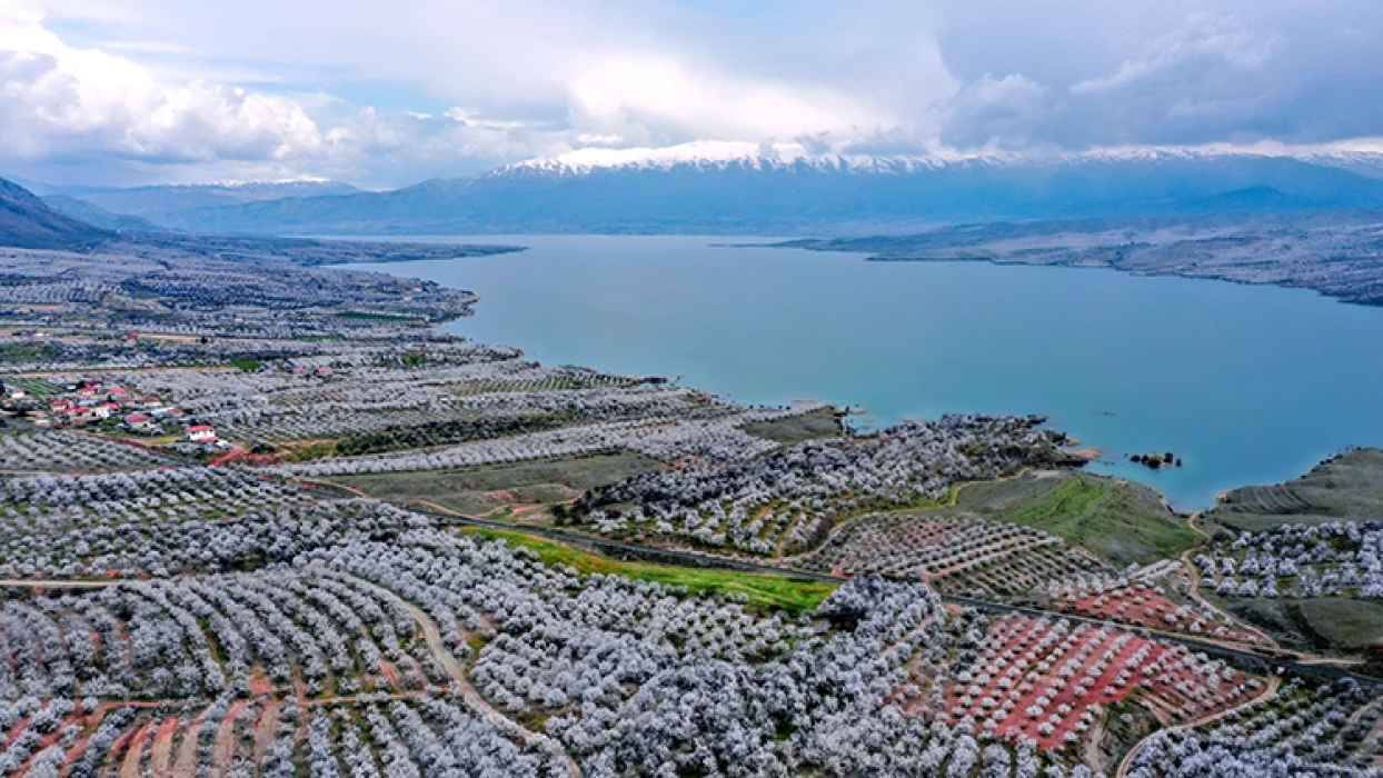 Zirai donun ardından bu yıl kayısı için ilaçlama mesaisi başladı