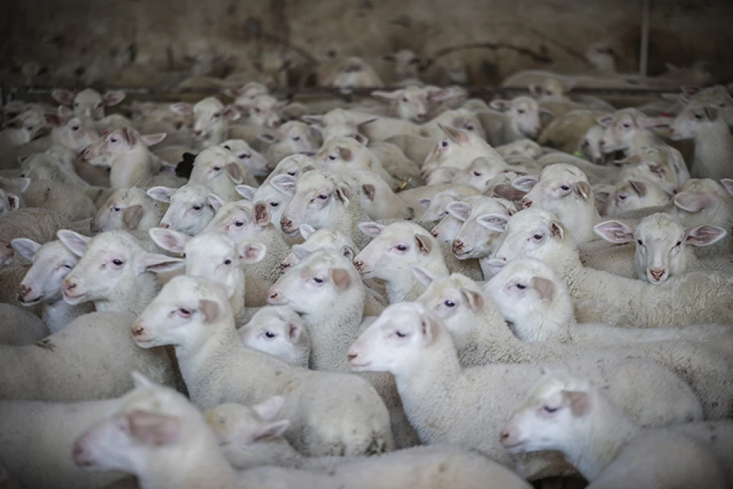 TİGEM Karacabey’de kuzu doğumlarında ikizlik oranı yüzde 40’ı aştı