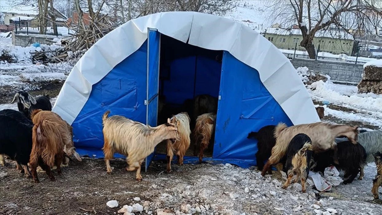 Tarım ve hayvancılık destekleri başladı