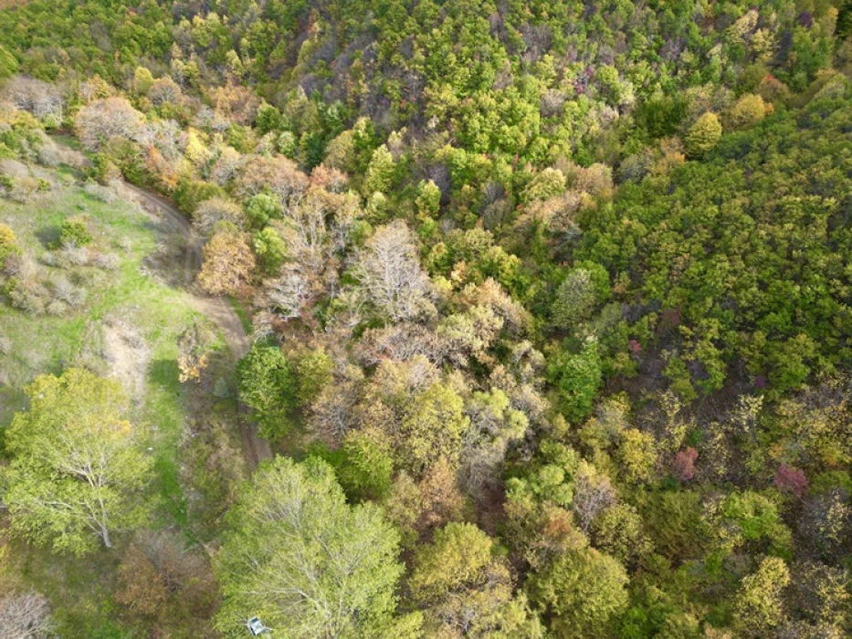 Tekirdağ'da sonbahar renklerine bürünen ormanlar doğa tutkunlarını bekliyor