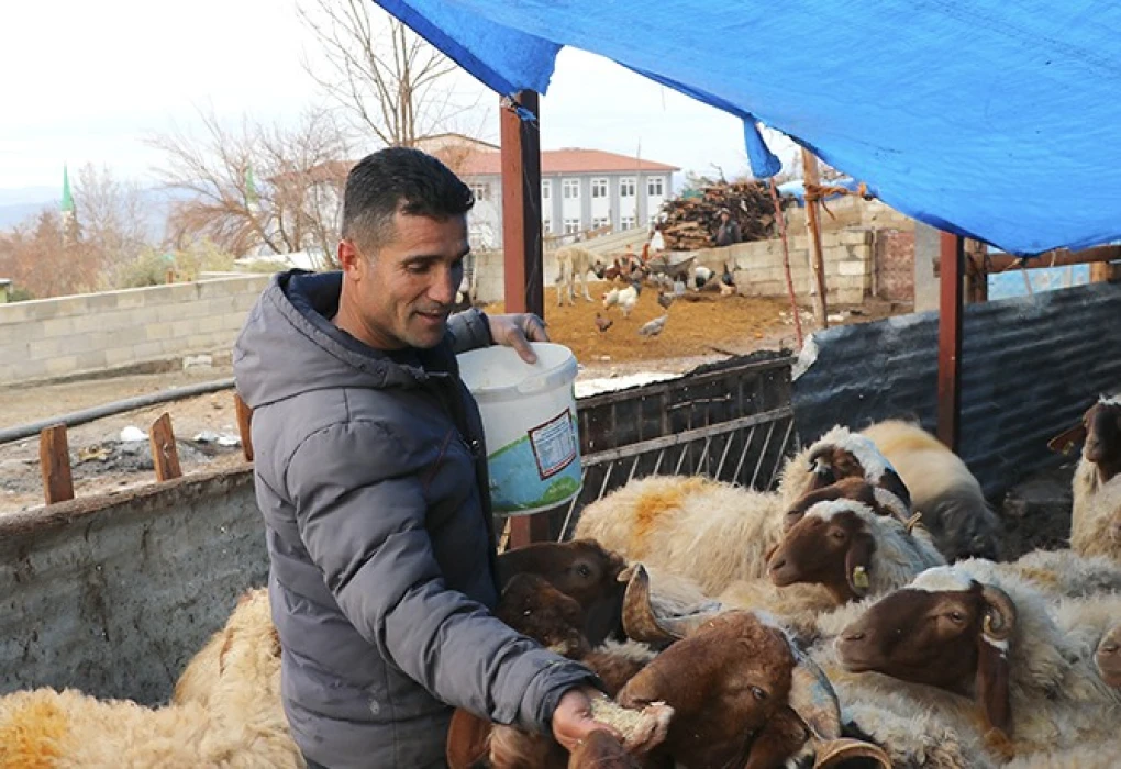 Depremzede besicinin yüzü güldü: Sürüsü 300 başa yaklaştı