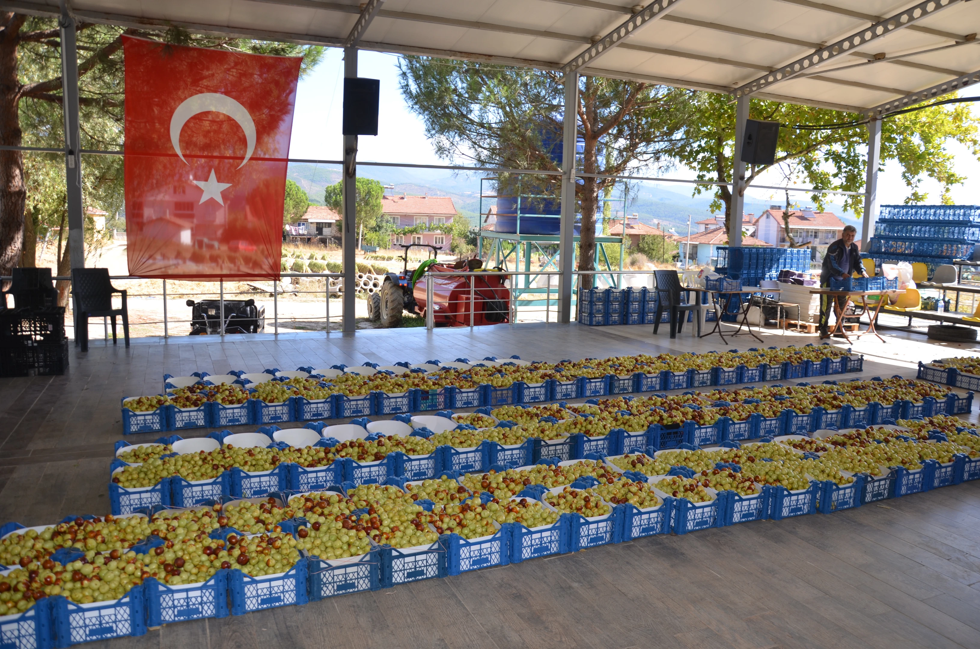 Hünnapta hasat zamanı başladı
