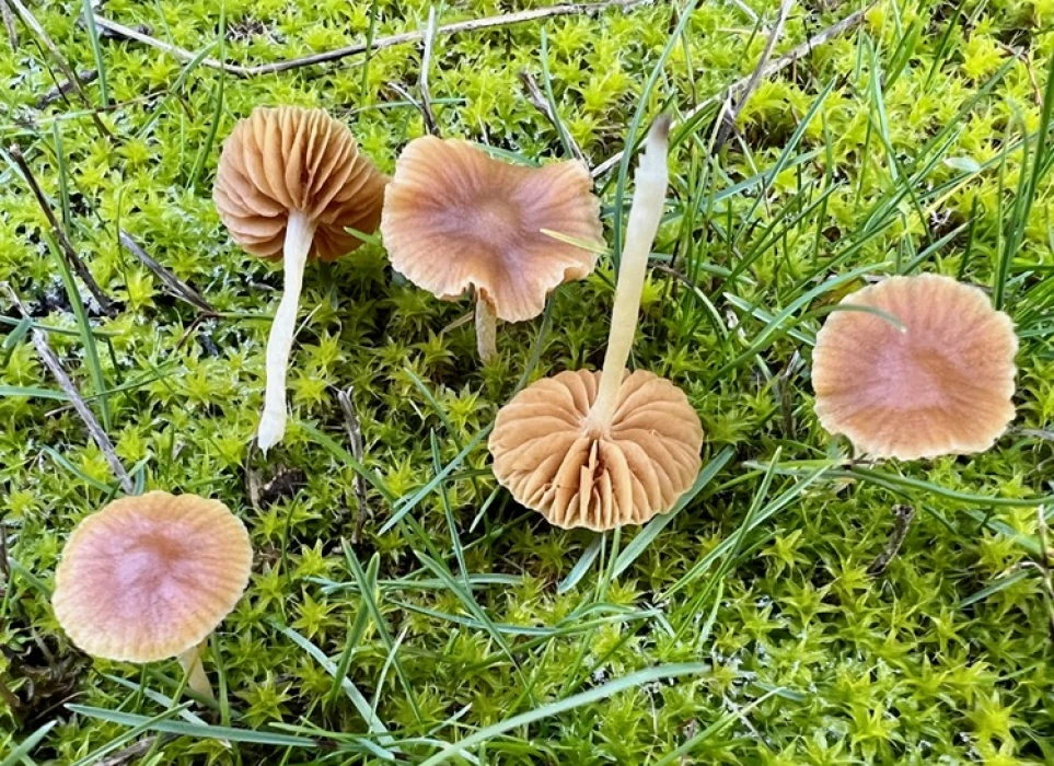 Nallıhan'da tespit edilen 120 tür mantar yapay zekayla sınıflandırılıyor