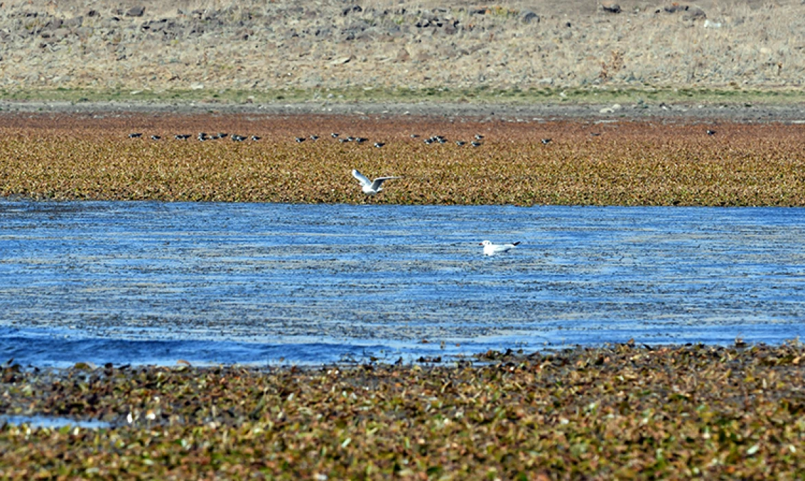 Kars'ta göçmen kuşların konakladığı Asboğa Gölü'nde su 60 metre çekildi