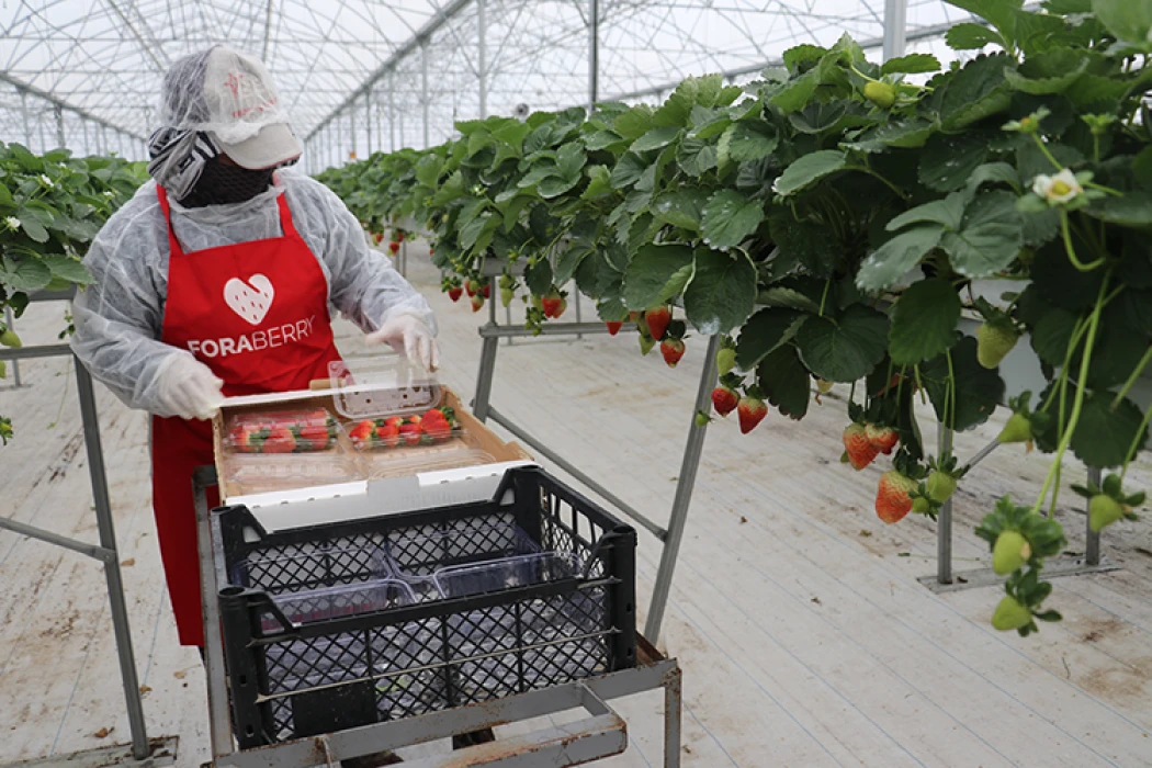 Yapay zeka destekli topraksız serada üretilen çilek 7 ülkeye ihraç edildi