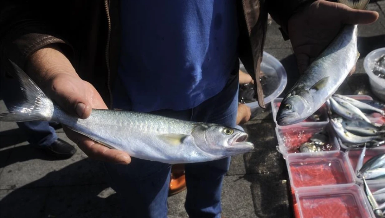 Boğaziçi Lüferi menülere özgün adı ile girecek