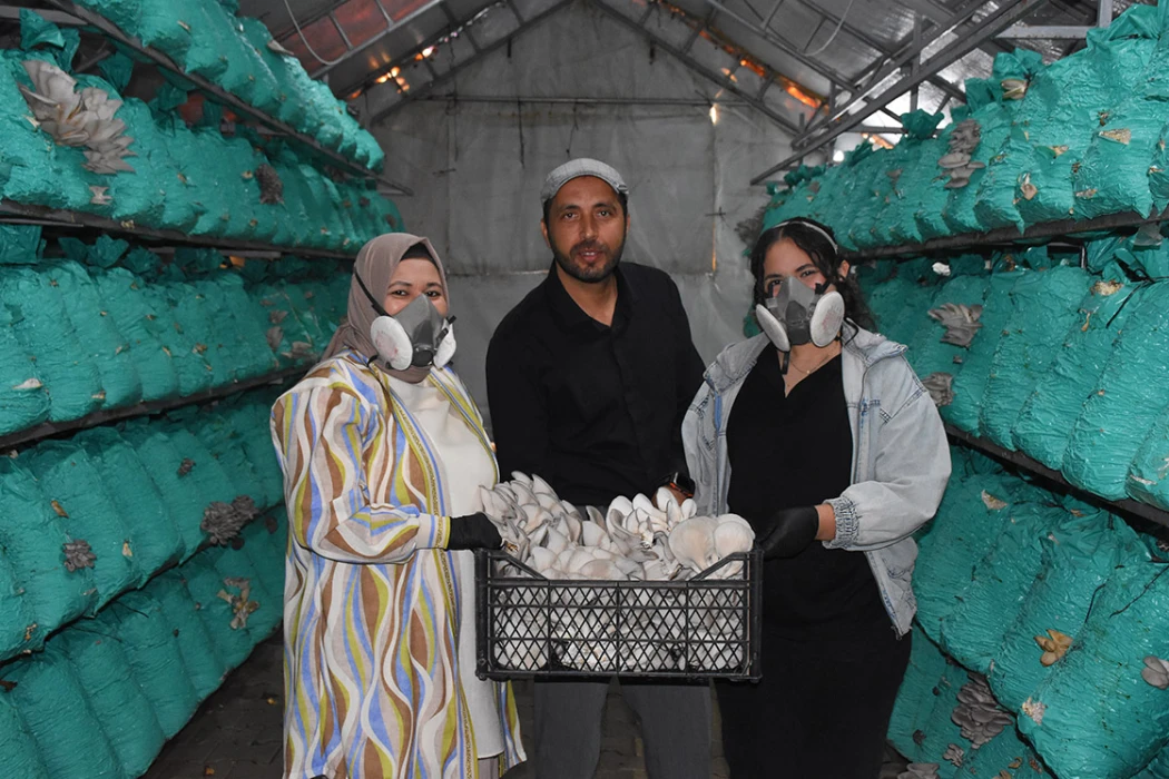 ‘Ben bu işi yaparım’ dedi: 3 çadır serada, yılda 40 ton istiridye mantarı üretiyor