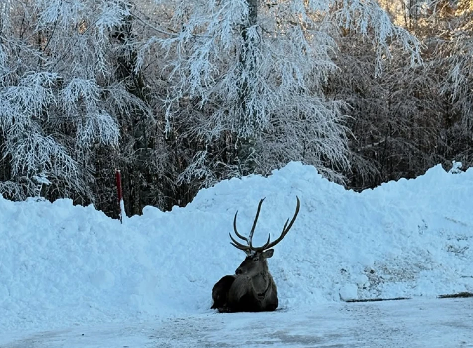 Kocaeli'de karla kaplanan yaylada gezen kızıl geyik görüntülendi