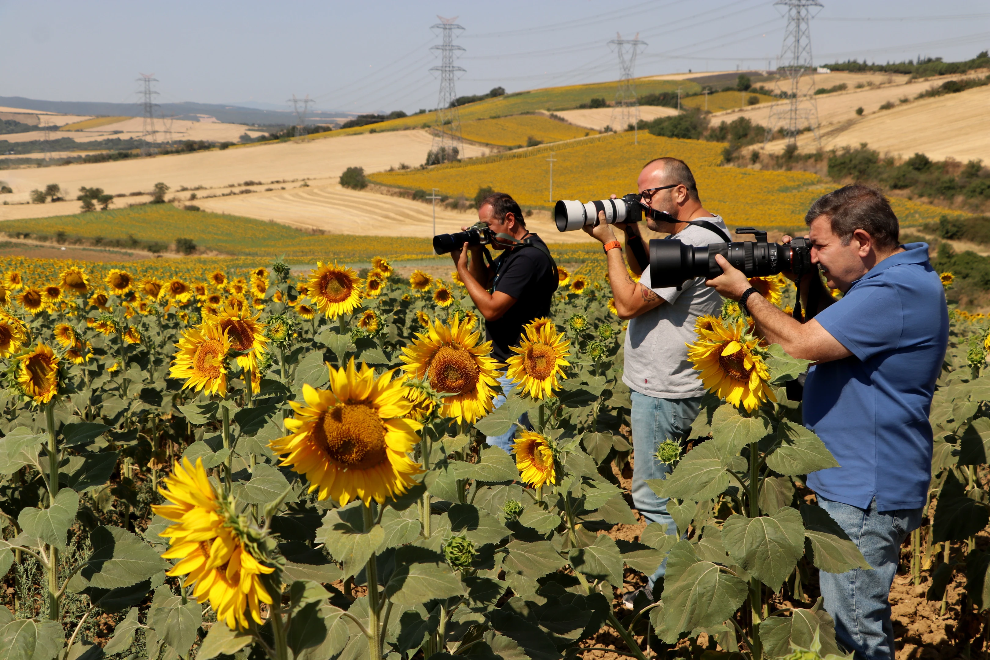 Ayçiçek tarlaları fotoğraf tutkunlarını ağırlıyor