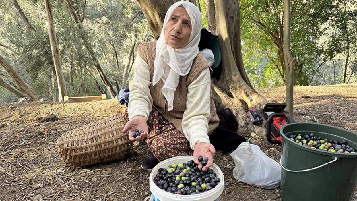 Artvin'de lezzet ödüllü Butko zeytini hasadı başladı