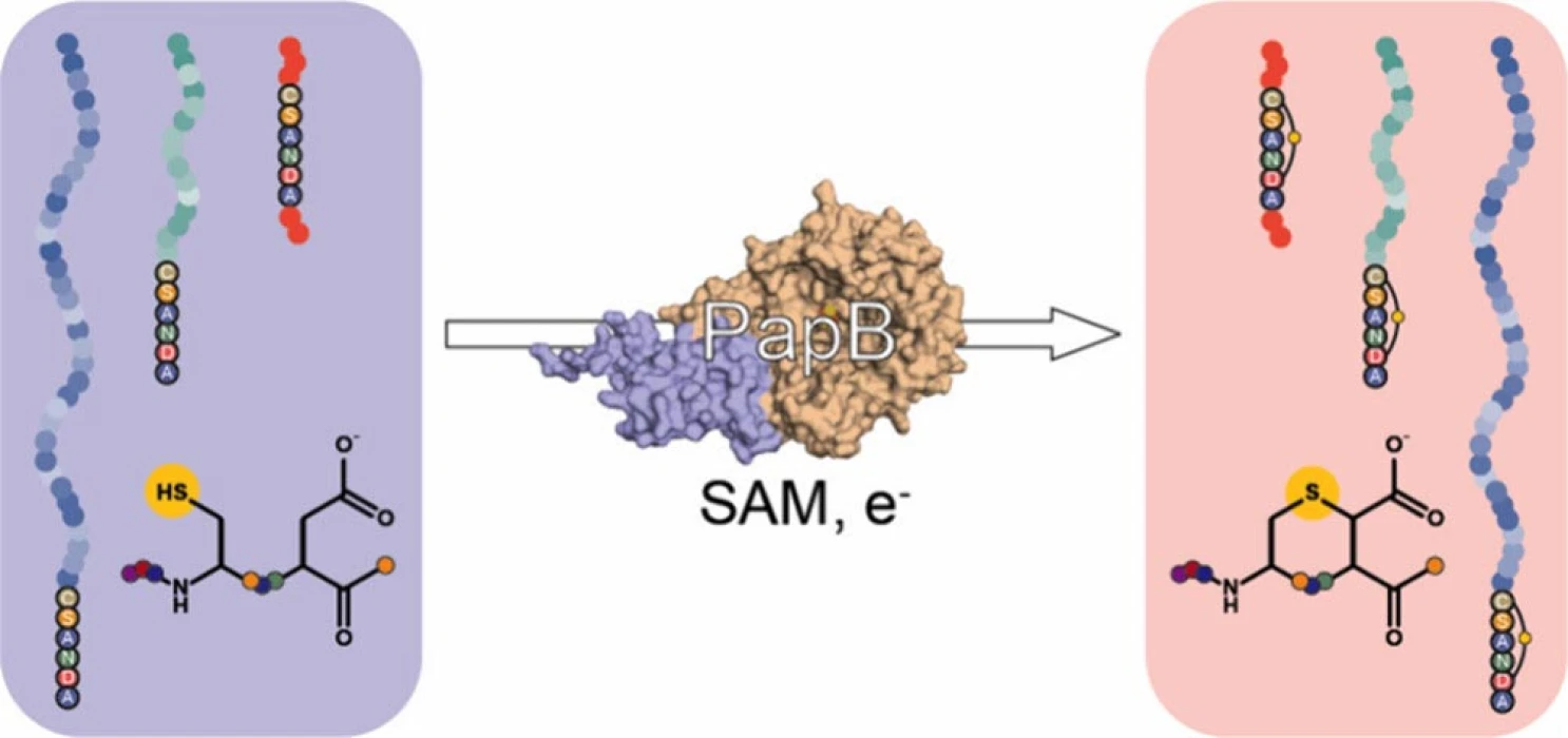 Diyabet ilaçlarında verimliliği artıran enzim keşfedildi: ‘PAPB’